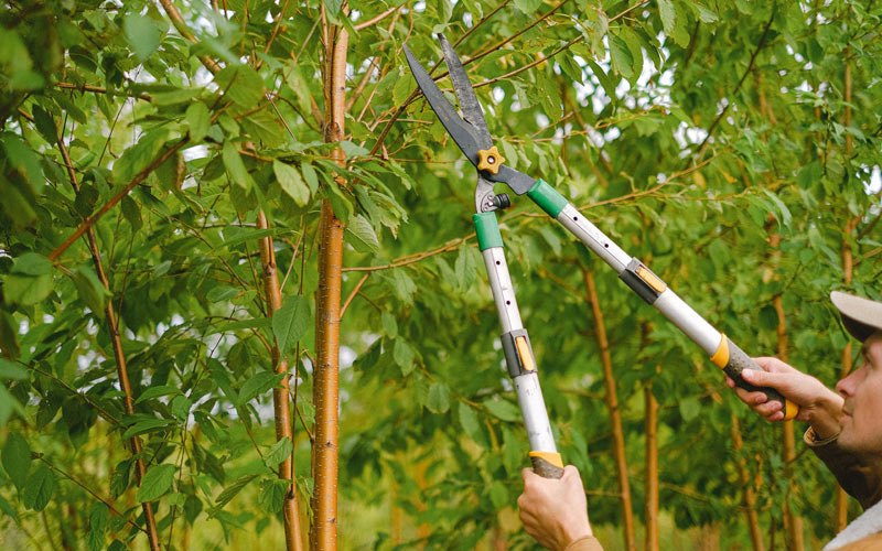 Tree trimming in Lynden, WA